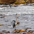 Fischreiher im Herbstmorgen 