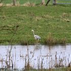 Fischreiher im Hervester Bruch bei Dorsten