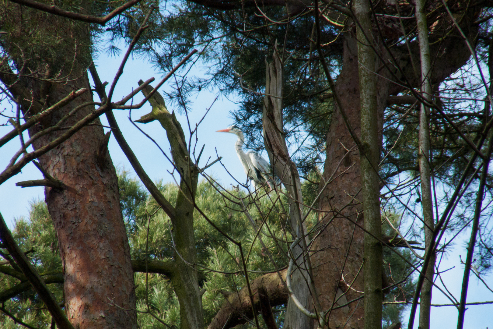 Fischreiher im Horst