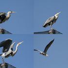 Fischreiher im Kölner Zoo beim Abflug