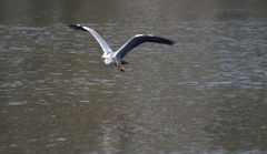 Fischreiher im Landanflug