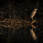 Fischreiher im letzten Abendlicht