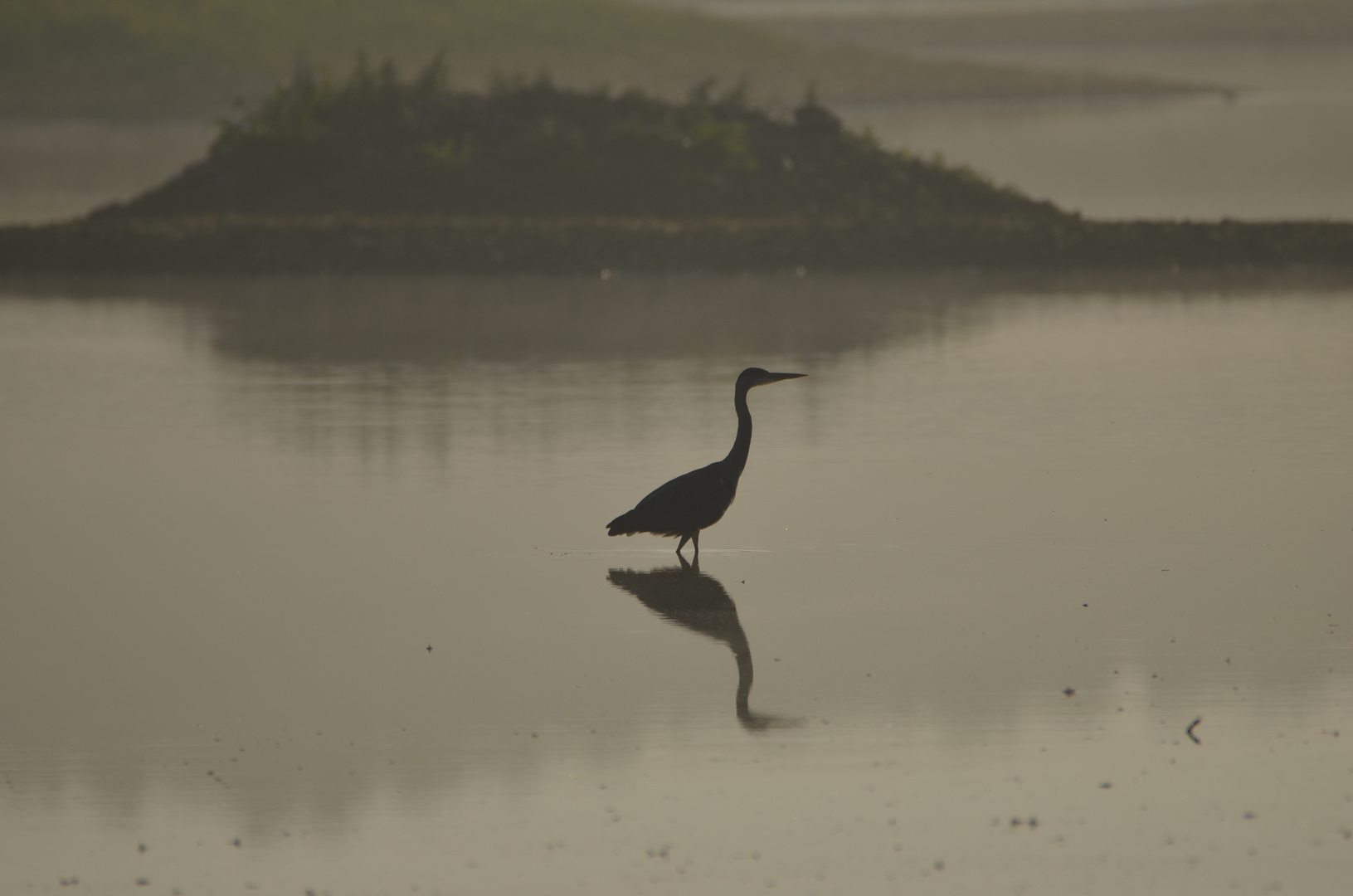 Fischreiher im Morgennebel