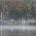 Fischreiher im Morgennebelschwaden