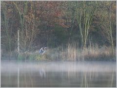 Fischreiher im Morgennebelschwaden