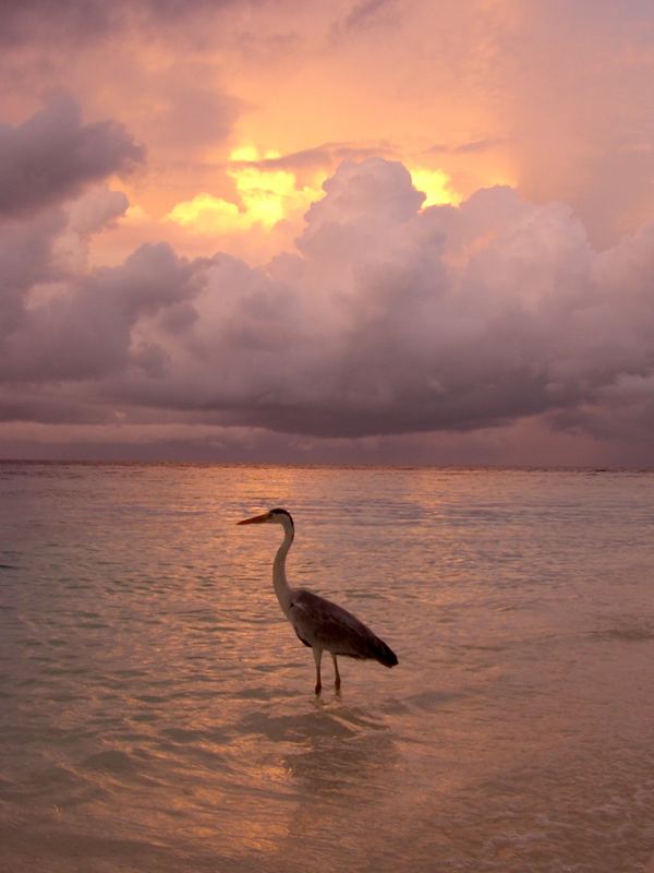 Fischreiher im Sonnenuntergang der Malediven