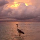 Fischreiher im Sonnenuntergang der Malediven