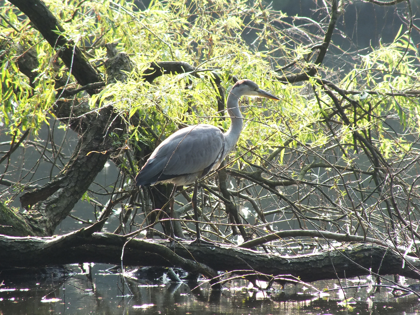 Fischreiher im Sterkrader Volkspark