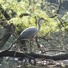 Fischreiher im Sterkrader Volkspark