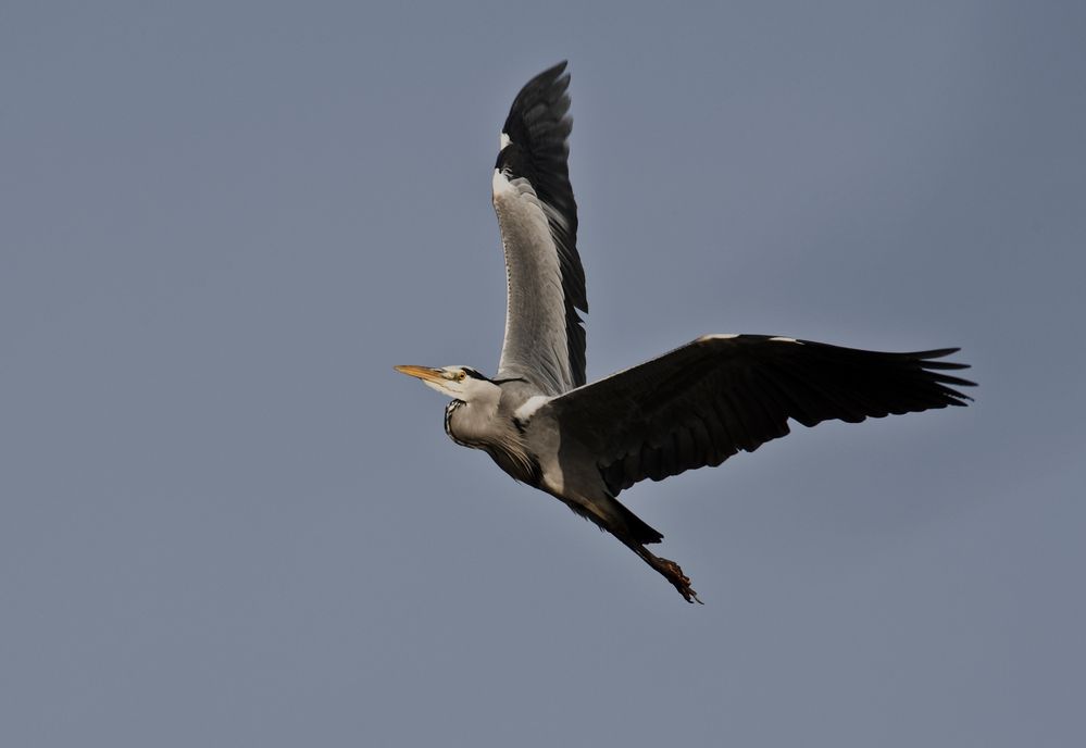 Fischreiher im Überflug