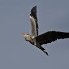 Fischreiher im Überflug