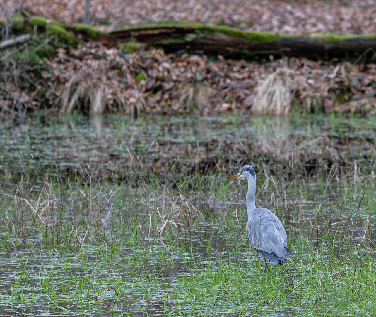 Fischreiher im Wald