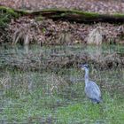 Fischreiher im Wald