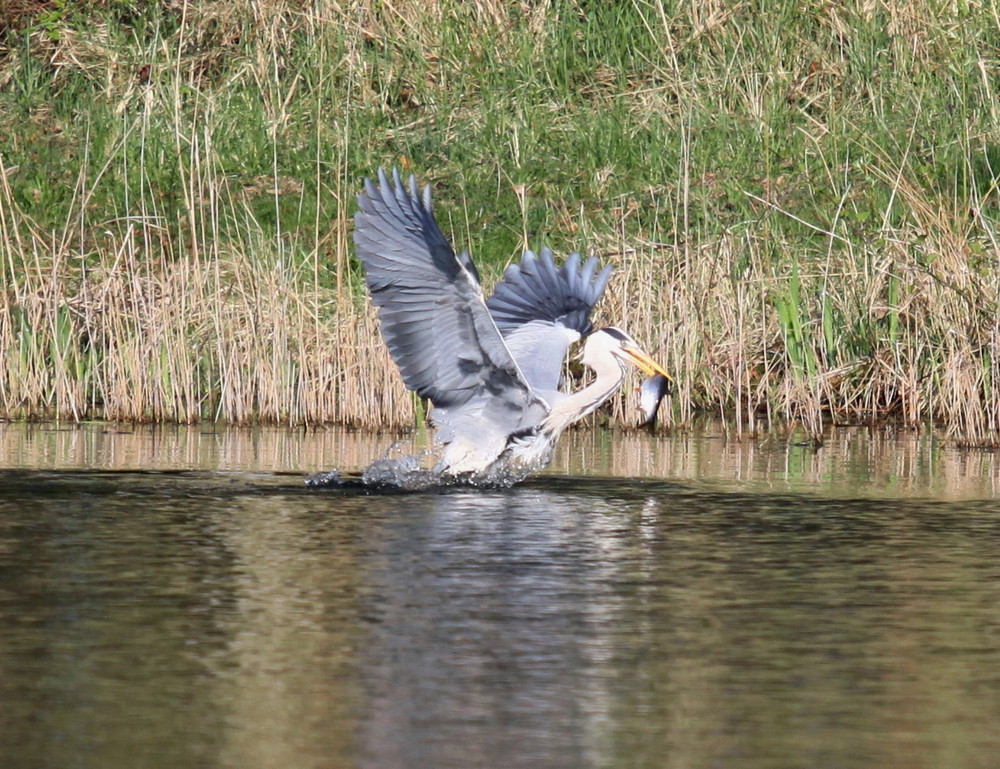 Fischreiher in Aktion