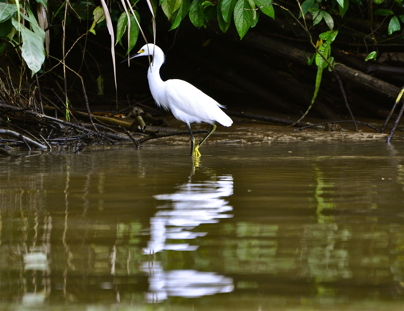 Fischreiher in den Mangroven an der Küste von Costa Rica