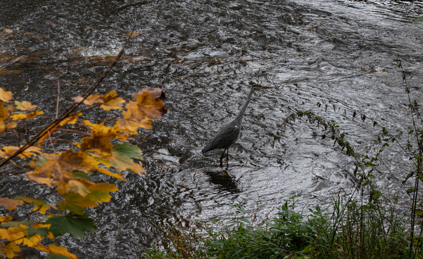 Fischreiher in der Nister