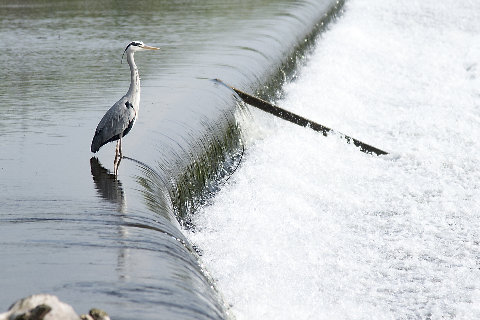 Fischreiher in der Ruhr