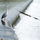 Fischreiher in der Ruhr