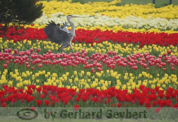 Fischreiher in einem Tulpenfeld