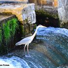 Fischreiher in Erfurt an der Neuen Mühle !!! Bild 1