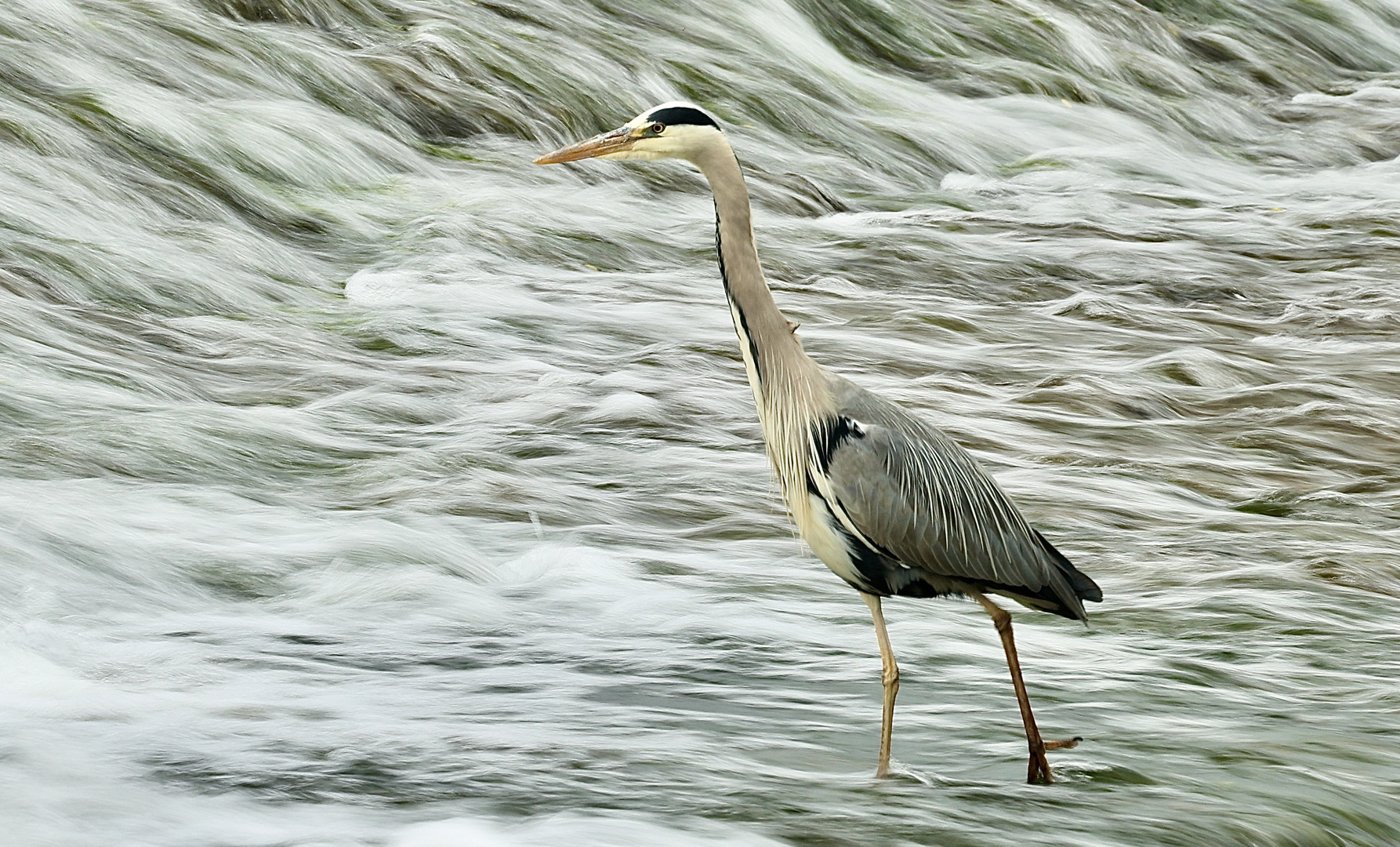 Fischreiher in seinem Element (2)