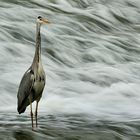 Fischreiher in seinem Element