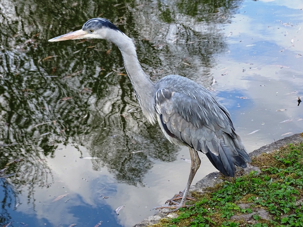 Fischreiher in Wartestellung !