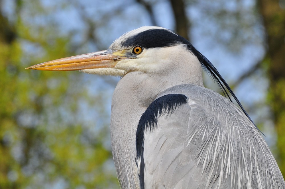 Fischreiher is watching you