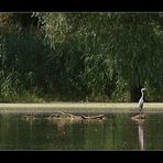 Fischreiher macht Jagdpause....