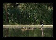 Fischreiher macht Jagdpause....