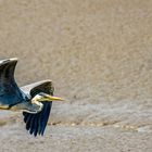 Fischreiher: Majestätischer Flug im Watt