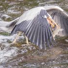 Fischreiher mit Beute