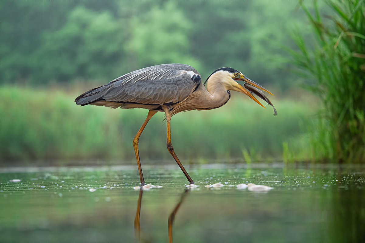 Fischreiher  mit Beute 