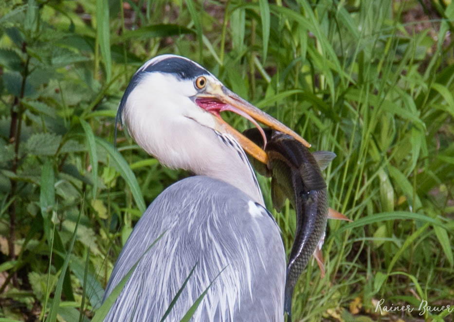 Fischreiher mit Beute