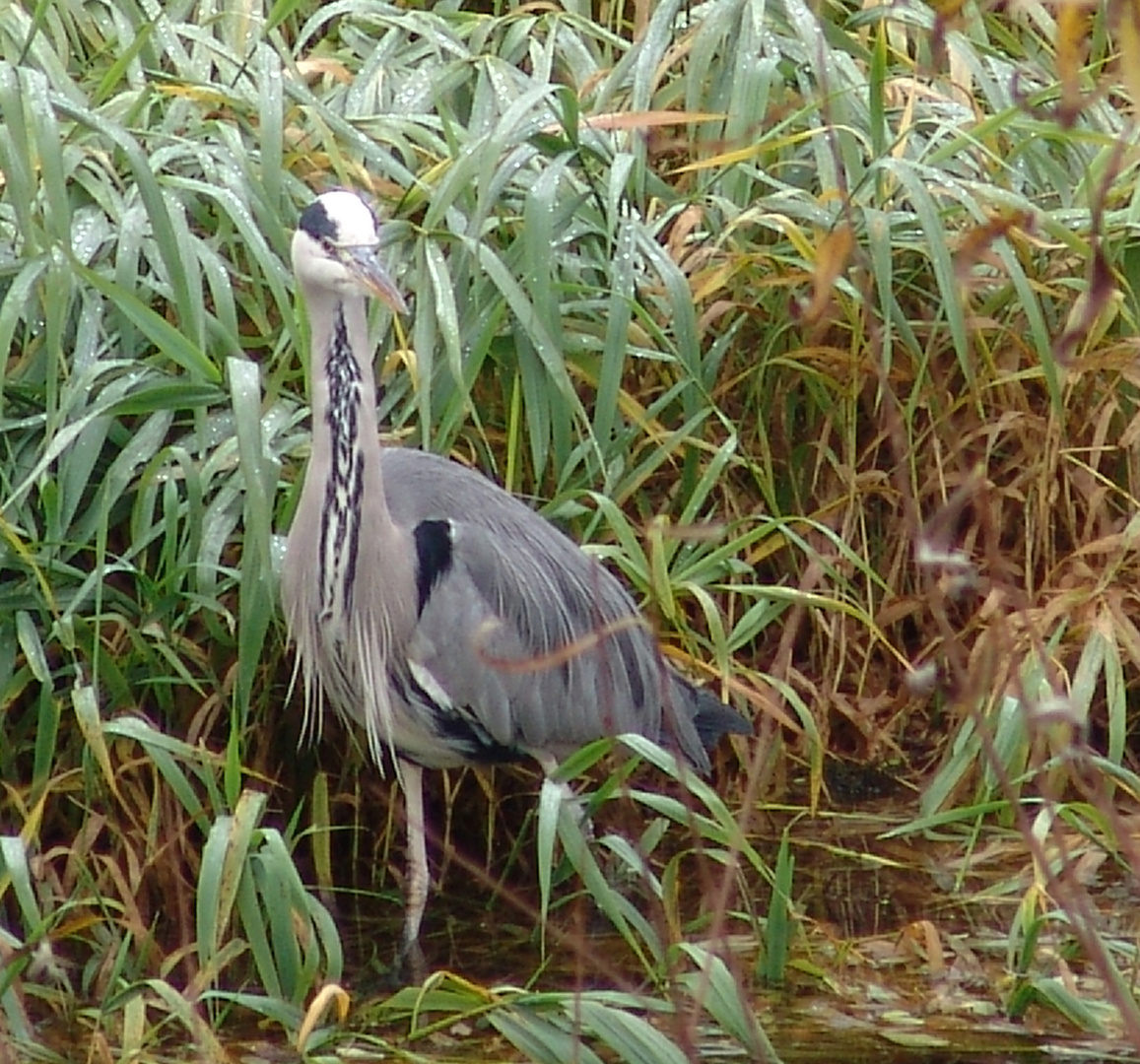 Fischreiher mit Krawatte