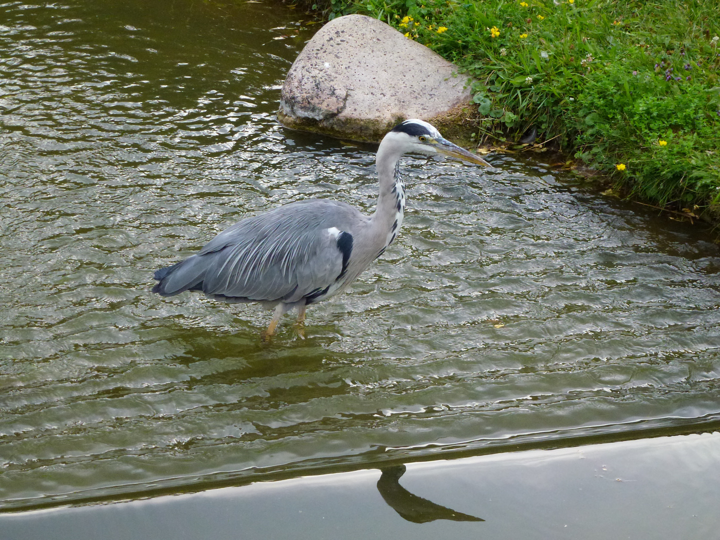 Fischreiher mit Schatten