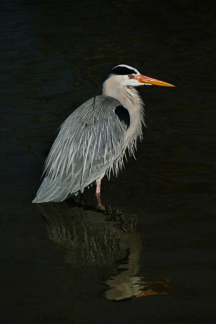 Fischreiher mit Spiegel