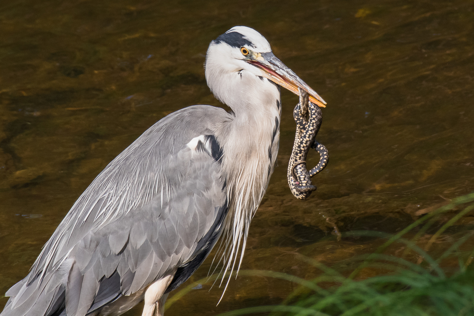 Fischreiher mit Würfelnatter Foto & Bild | tiere, wildlife, wild ...