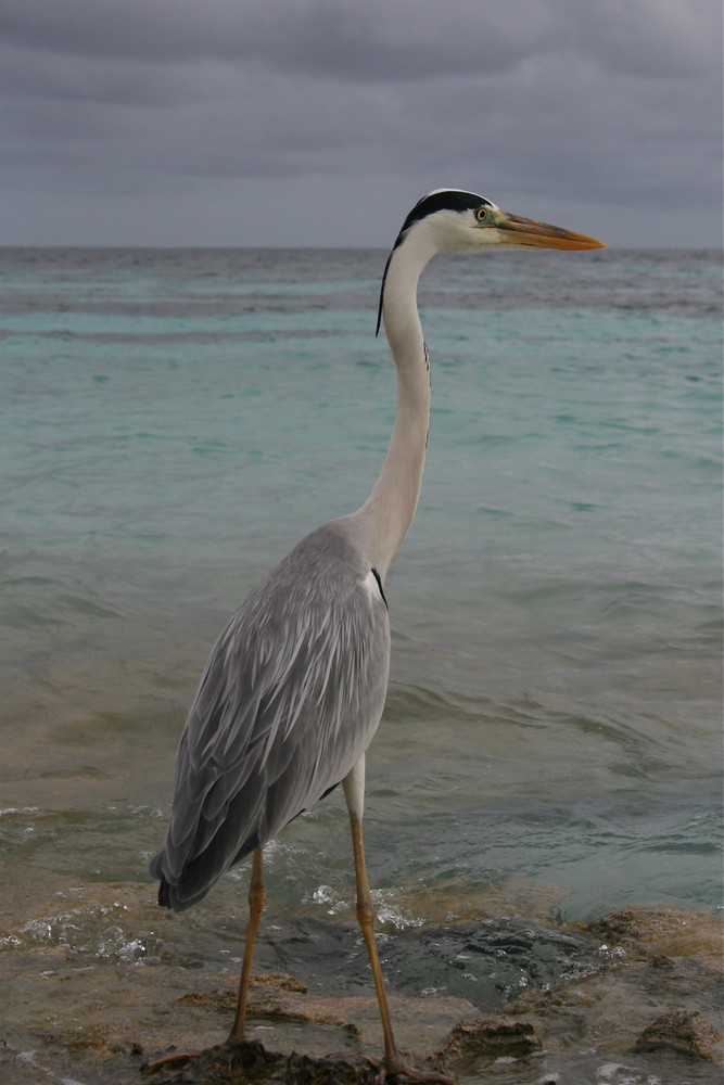 Fischreiher-Model