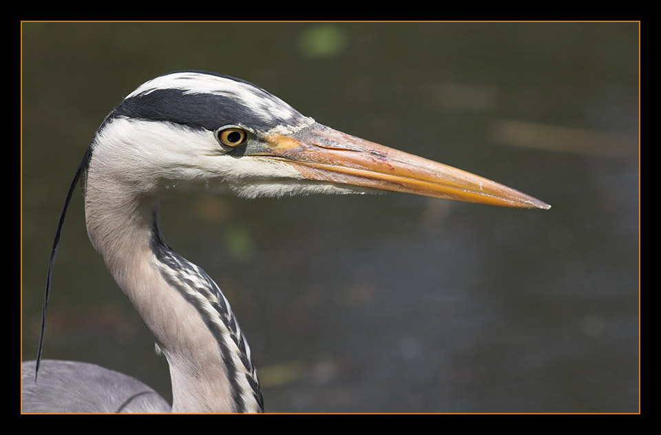 Fischreiher oder Graureiher