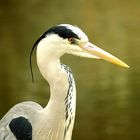 Fischreiher Portrait