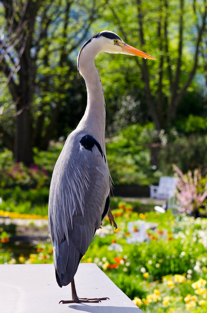 Fischreiher-Posing im Park