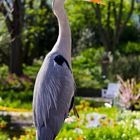 Fischreiher-Posing im Park