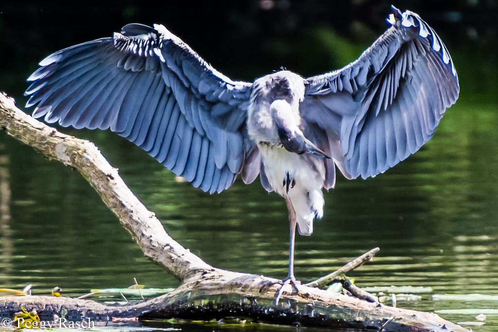 Fischreiher putzt sich