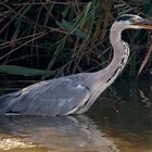 Fischreiher schnappt sich Wiesel