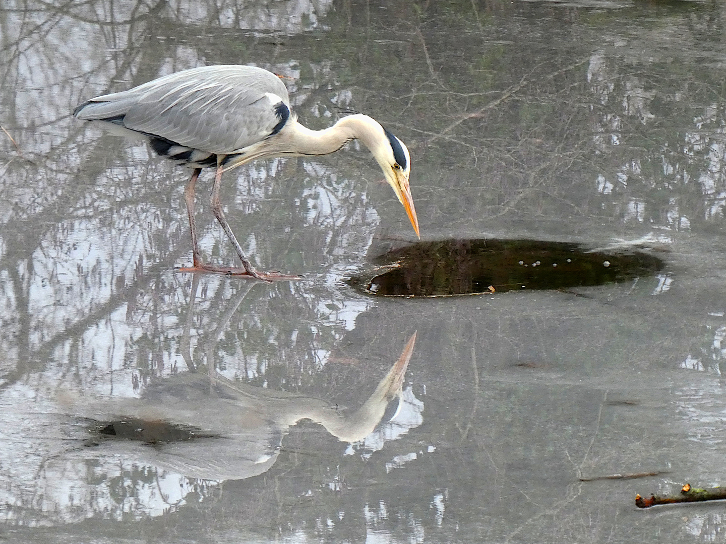 Fischreiher übt sich in Geduld