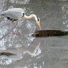 Fischreiher übt sich in Geduld