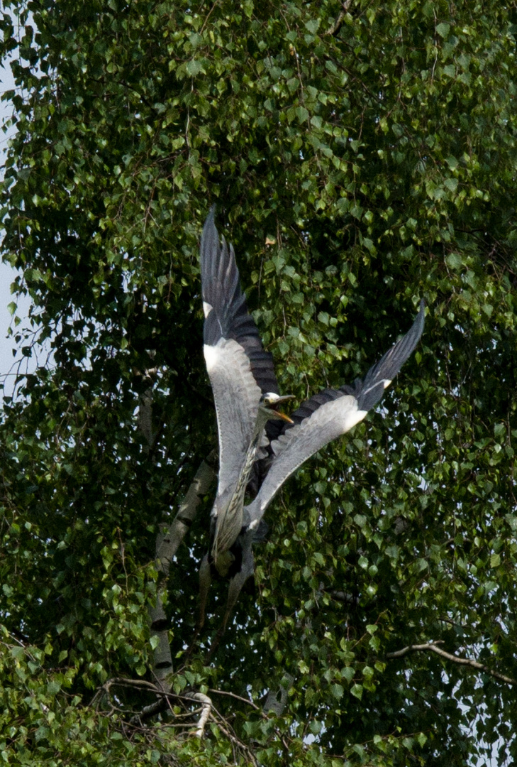 Fischreiher und Abflug