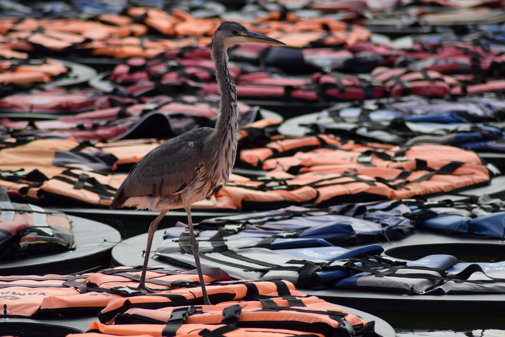 Fischreiher und Ai Weiwei