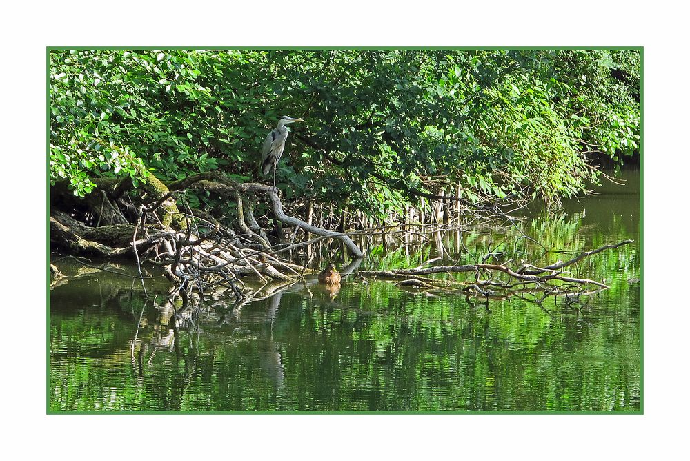 Fischreiher und Ente von barbara elisabeth 